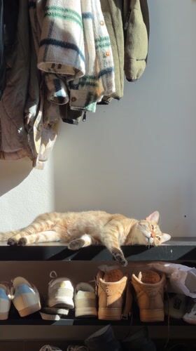 Cat plays near shoes, horse cart spotted in Milan