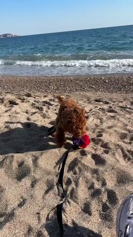 The video shows a small, brown, curly-haired dog on a sandy beach. The dog has a colorful harness and is attached to a black leash. It is playing with a red and blue toy. The beach is visible in the background, with the ocean waves and a clear sky. A person's legs and one white sneaker are also visible. The dog interacts with the person's legs, stepping on their shoe.