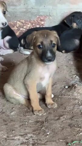 The video shows a group of puppies in a dirt-floored enclosure with a rough, possibly concrete or stone wall behind them. The puppies are of various colors, including tan, black, and white. One tan puppy with a black face is in the foreground, sitting and looking at the camera. Several other puppies are visible in the background, some lying down and others sitting or standing. The lighting suggests an indoor or shaded area.