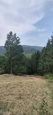 The video pans across a landscape featuring a dry, grassy field in the foreground. A tall, dark green tree stands prominently in the middle ground, to the left of center. Beyond the field and the tree, a dense forest of varied green trees covers rolling hills that recede into the background. The sky above is overcast with scattered clouds. The camera movement suggests a slow, deliberate sweep from right to left, revealing more of the hilly, forested terrain. There are no people or animals visible in the footage. The overall impression is a natural, somewhat wild, temperate environment.