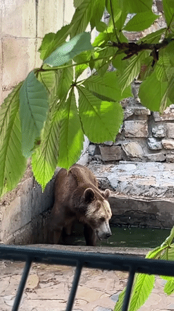 Zoo animals going about their day in Stara Zagora