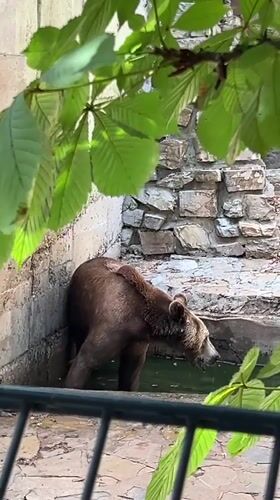 Zoo animals going about their day in Stara Zagora