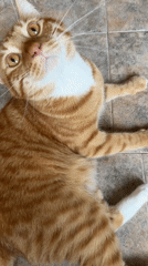 Orange tabby cat documented in domestic setting in Vratsa