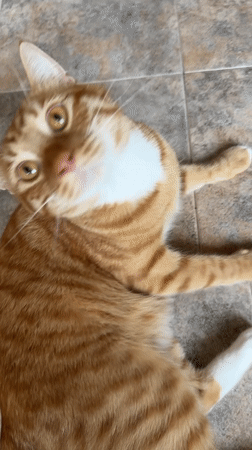Orange tabby cat documented in domestic setting in Vratsa
