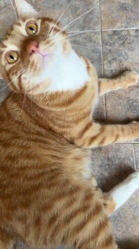 Orange tabby cat documented in domestic setting in Vratsa