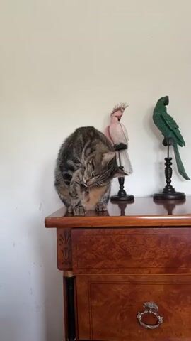 A tabby cat is grooming itself on a polished wooden surface. The cat is in a curled position, with its head bent down as it licks its paw. Behind the cat, to the right, is a pink decorative statue of a cockatoo with a white tail and black stand. The background is a plain white wall.