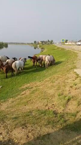 A herd of horses grazes on a grassy embankment next to a body of water. The horses are of various colors, including white, brown, and light brown. Some are foals. In the background, across the water, there are some buildings and trees, and a road with a traffic sign. The sky is overcast. The camera appears to be positioned low to the ground, looking up at the horses.