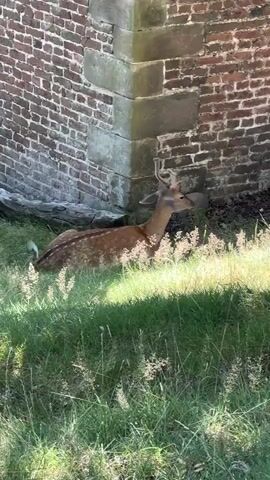 A deer with antlers rests in the grass next to a brick building. The deer is facing to the right and appears to be lying down. The grass is green and there are some dry seed heads visible. The brick building has a corner made of large stones. The lighting suggests it is daytime and sunny.