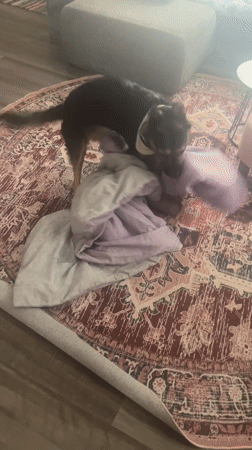 Dachshund plays with bedding pile in Lander home