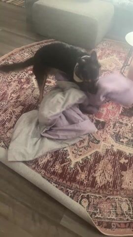 A black and tan dachshund dog enthusiastically plays with a pile of bedding on a patterned round rug. The dog jumps, digs, and nuzzles into the pile of grey and lavender sheets. The rug is patterned with red, pink, and cream colors. The surrounding environment includes a grey ottoman, wood flooring, and a small pink stool. The video appears to be taken in a living room.
