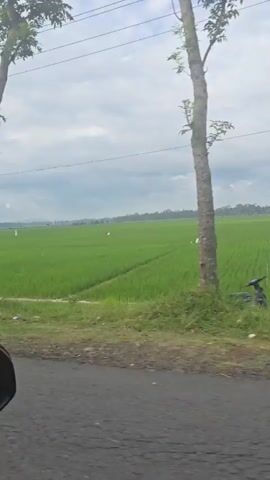 The video shows a scenic view of a lush green rice field on a cloudy day. The shot is taken from a moving vehicle, looking out the window. A small tree with a poster attached to it and a utility pole can be seen on the side of the road. A motorcycle passes in front of the car.