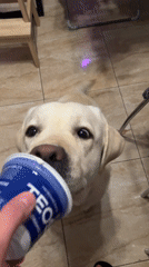 Labrador's daily routine documented in Mytishchi home