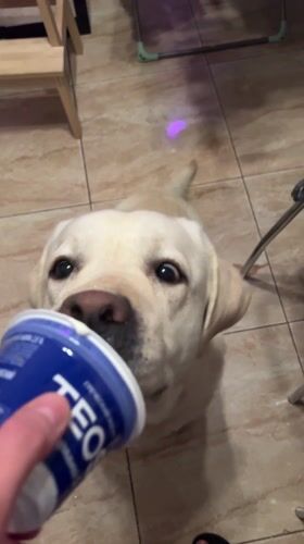 Labrador's daily routine documented in Mytishchi home