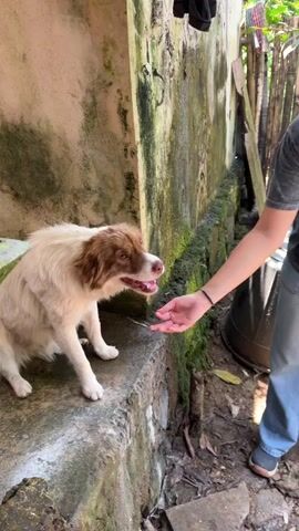 A person is interacting with a dog in what looks like a backyard or alleyway. The dog is mostly white with brown markings around its eyes and ears. It is standing on a low concrete ledge. The person is standing in front of the dog, offering their open hand, palm up. The dog appears to be sniffing the person's hand. The background features a weathered wall covered with moss, a black plastic bucket, and some miscellaneous objects including what seems to be clothing hanging overhead. The ground appears to be muddy with scattered debris. The person is wearing jeans, a t-shirt, and casual shoes. They also have a camera strap across their body, suggesting they may be taking pictures.
