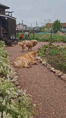 Toddler and large dogs share quiet morning in Russian backyard