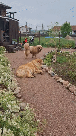 Toddler and large dogs share quiet morning in Russian backyard