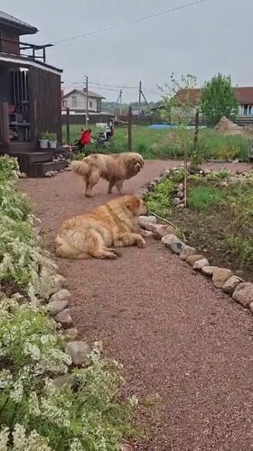 Toddler and large dogs share quiet morning in Russian backyard