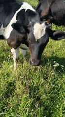 Dairy cows graze through a wildflower field in rural Russia