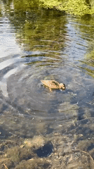 Moscow park pond in summer: ducks, water lilies, and garden blooms