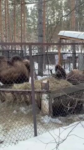 The video shows a fenced enclosure with several camels. The camels are brown and appear to be eating hay. There is snow on the ground inside and outside of the enclosure. The enclosure is surrounded by trees.
