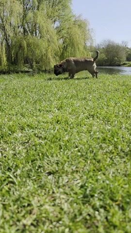 A medium-sized dog walks across a grassy field towards a small lake, then a man with short shorts and blue shoes walks past the dog. The grass is green and well-maintained. In the background, there are several trees with drooping branches and a small body of water. The sky is clear and blue.