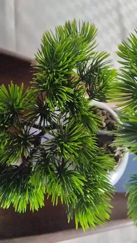 The video shows a close-up, top-down view of a small, artificial green plant, possibly a bonsai tree or a similar decorative plant. The plant has numerous needle-like leaves that are a bright, vibrant green. The leaves appear to be made of plastic and are arranged in clusters along thin, dark stems. The plant is in a white pot, which is partially visible at the bottom of the frame. The background is blurred and appears to be a light-colored wall or surface with some vertical texture, possibly a curtain or blinds. There is also a dark wooden surface visible beneath the pot. The lighting is bright, highlighting the green color of the plant. The camera slowly zooms out and pans slightly, revealing more of the plant's structure and the white pot. There are no people or animals visible in the video. The overall impression is of a simple, static decorative item.