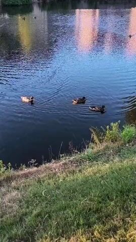 A video captures a tranquil scene of a narrow river or canal. Three ducks are gracefully swimming on the dark blue water. The sun casts a warm glow on the water's surface, creating ripples and reflections of the surrounding trees and buildings. The riverbank is lined with lush green grass and vegetation. The overall atmosphere is peaceful and serene.