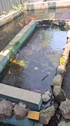 The video shows a koi pond with several orange and white koi fish swimming. The pond is rectangular and has concrete borders. There is some aquatic vegetation in the water. The water appears somewhat murky. Rocks are visible around the edges of the pond. In the background, there is a grey, corrugated fence and some green plants growing near the fence. The sun is shining, casting shadows on the water and surrounding area. The video appears to be taken from a slightly elevated angle looking down into the pond.