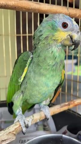 A medium shot shows a green parrot with a gray head, yellow cheeks, and red eyes perched on a wooden dowel inside a wooden birdcage. The parrot is facing to the right and looking slightly away from the camera. The cage has a wire mesh in the background. The bottom of the cage is lined with newspaper.