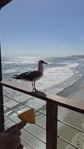 A hand holds a tortilla chip towards a seagull perched on a wooden railing. The seagull takes the chip and flies away. The scene is set against a backdrop of the ocean and a clear blue sky.