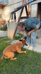 Lazy summer afternoon in a Chaikovsky backyard with a Boxer