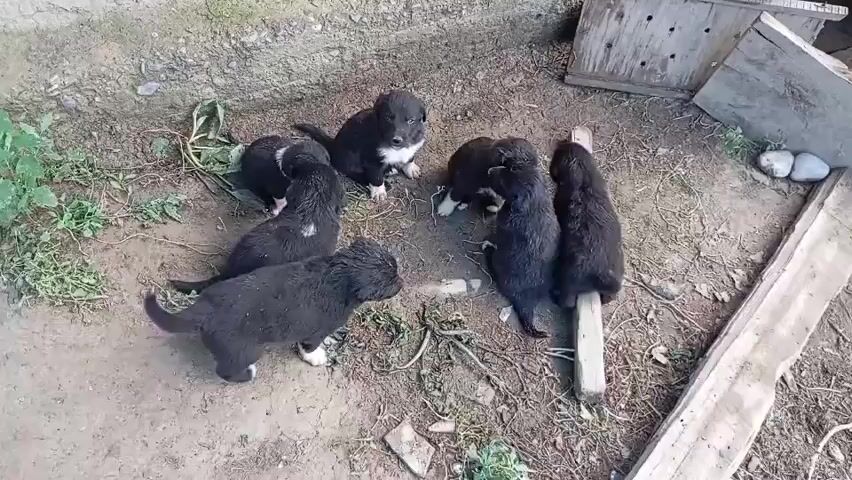 A group of seven black puppies are gathered on a dirt ground with some dry leaves and a few small green plants. The puppies are of various sizes and are mostly black with some white markings on their chests and paws. They are interacting with each other, sniffing, and nudging. In the background, there are wooden structures, one of which appears to be a partially constructed crate or shelter. There are also some rocks and more dry debris on the ground. The lighting suggests it is daytime, possibly overcast.