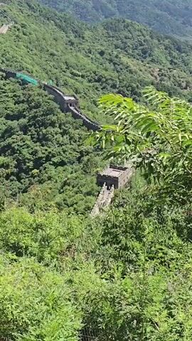 A video shows a scenic view of a section of the Great Wall of China winding through lush green mountains. The wall is made of stone and brick, with watchtowers visible at intervals. The terrain is steep and covered in dense vegetation. In the foreground, the leaves of trees partially obscure the view. People can be seen walking on different sections of the wall. The sky is bright and appears to be a clear day.