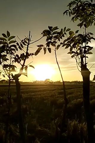 The video shows a landscape at sunrise or sunset. The sun is low on the horizon, creating a bright glow in the sky. Several small trees with leaves are silhouetted in the foreground, their branches reaching towards the sun. The ground appears to be a field, possibly rice paddies, with visible rows and some standing water. The sky has varying shades of color, with hints of orange and yellow near the horizon, transitioning to a lighter gray higher up. The overall scene is serene and picturesque.