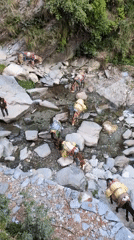 Pack animals and cattle spotted in Himalayan villages