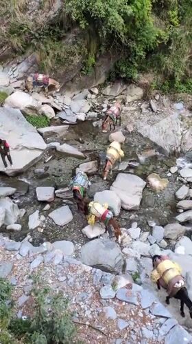 Pack animals and cattle spotted in Himalayan villages