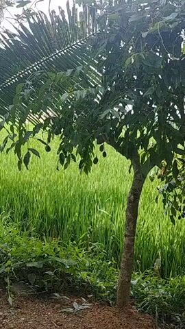 The video shows a view of a tropical landscape. In the foreground, there is a dirt path with some rocks and green plants. A wooden post stands to the right, and the base of another wooden structure is visible on the left. In the middle ground, a tree with dark green leaves and some hanging fruits is prominent. To the right of this tree, a coconut palm tree with long fronds is partially visible. In the background, a lush green rice paddy stretches across the scene. The sky is overcast, with diffused light suggesting it is daytime. There are no people or animals visible in the video. The scene appears to be a rural, agricultural area.