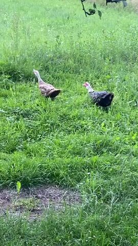 Two ducks are walking in a grassy field. The duck on the left is brown and white, and the duck on the right is black and white with red markings on its face. The grass is green and tall, and there are a few trees in the background. The sky is cloudy.