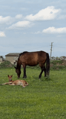 Rural Georgia pastoral scenes documented across multiple communities
