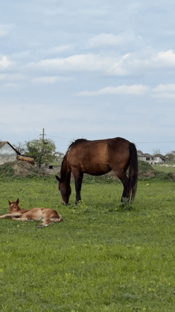 Rural Georgia pastoral scenes documented across multiple communities