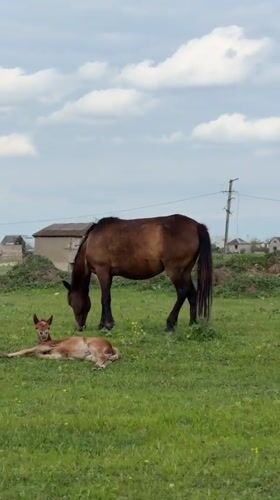 Rural Georgia pastoral scenes documented across multiple communities