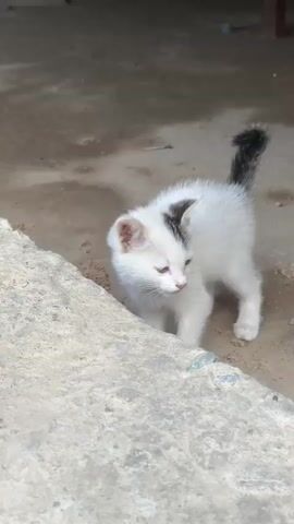 The video shows a very young, small, white kitten with black markings on its head and tail. The kitten is outdoors, standing on a dirt or gravel surface next to a large, light-colored stone. The kitten looks directly at the camera at one point, then lowers its head to investigate the ground near the stone. The kitten's tail is up and flicking. The overall lighting suggests it is daytime.