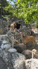 Zoo visitor documents animal exhibits during morning visit in Belgrade