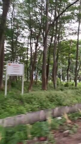 The video pans across a wooded area with tall, slender trees and dense green undergrowth. A concrete channel or ditch runs horizontally across the middle ground. Some debris, possibly wood, is visible near the channel. The overall impression is of an overgrown, naturalistic environment with man-made elements.