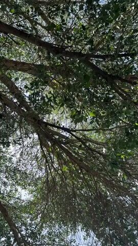 A low-angle shot looks up through the branches and leaves of a tree. Sunlight filters through the foliage, creating lens flares and dappled light. The branches are mostly bare in places, with clusters of green leaves scattered throughout. The sky is visible in the background, appearing bright and possibly overcast. There are no people or other objects visible in the frame.