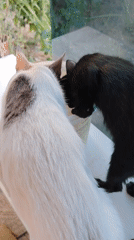 Black and white kittens play, eat, and explore a Konyaaltı home