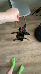 Person plays with jumping black dog indoors in Saint Petersburg