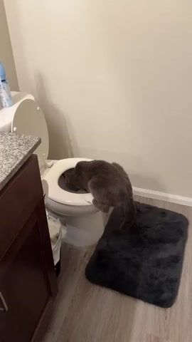 A gray cat with white paws is drinking water from a toilet bowl in a bathroom. The cat is positioned on the edge of the toilet, with its head lowered into the bowl. The toilet seat is up, and the lid is down. The bathroom has a light-colored wall and wooden flooring. A dark gray bath mat is on the floor next to the toilet. A trash can with tissues is partially visible to the left of the toilet. The image appears to be taken indoors during the daytime, given the lighting.
