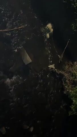 A natural stream is shown at night, with dark water flowing over rocks and debris. The water has a slight foam on its surface in some areas. Overhanging vegetation is visible on the right side of the frame.