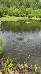 Lazy afternoon at a duck pond in Kul'dur, Russia